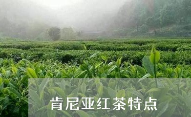 肯尼亚红茶特点/2023042946709