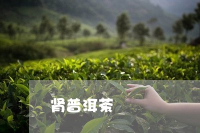 肾普洱茶/2023110850491