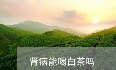 肾病能喝白茶吗/2023061069593