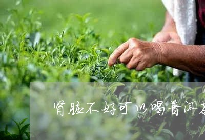 肾脏不好可以喝普洱茶/2023100657170