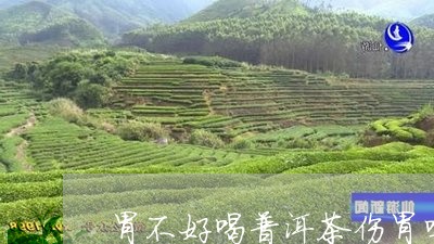 胃不好喝普洱茶伤胃吗/2023062383713