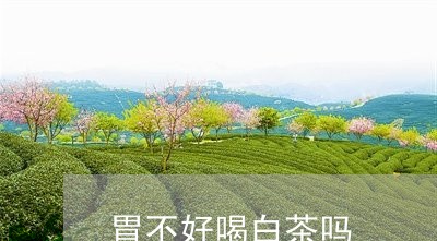 胃不好喝白茶吗/2023061032947