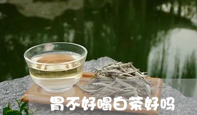 胃不好喝白茶好吗/2023071142934