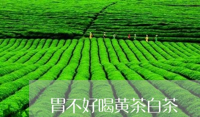 胃不好喝黄茶白茶/2023071145958