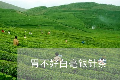 胃不好白毫银针茶/2023090730682