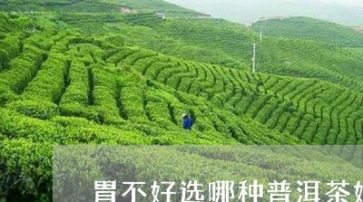 胃不好选哪种普洱茶好/2023062246151