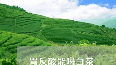 胃反酸能喝白茶/2023061067570