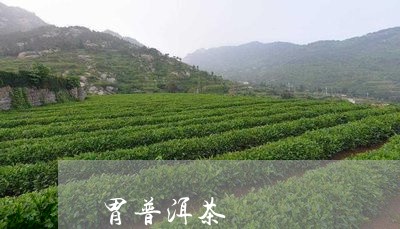 胃普洱茶/2023121894837