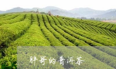 胖哥的普洱茶/2023101655956