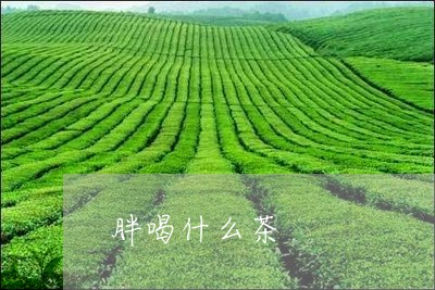 胖喝什么茶/2023121925957