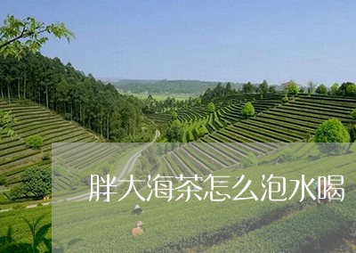 胖大海茶怎么泡水喝/2023042098178