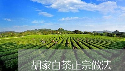 胡家白茶正宗做法/2023070181715