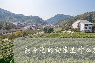 能冷泡的白茶是什么茶叶/2023110361725