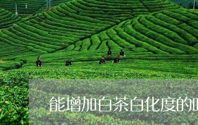 能增加白茶白化度的叶面肥/2023042884950