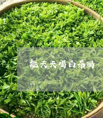 能天天喝白茶吗/2023061030602