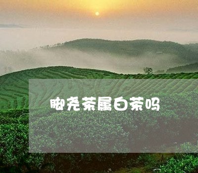 脚尧茶属白茶吗/2023061071638