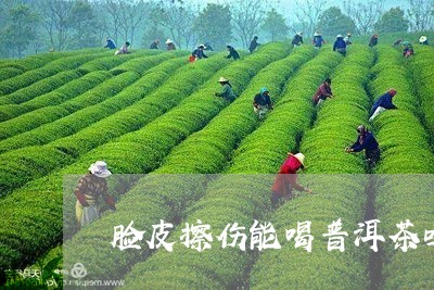 脸皮擦伤能喝普洱茶吗/2023093093048