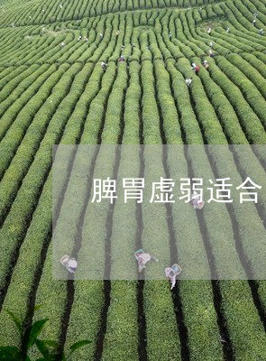 脾胃虚弱适合喝普洱茶/2023080237379