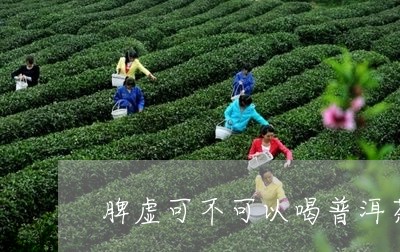 脾虚可不可以喝普洱茶/2023061495269