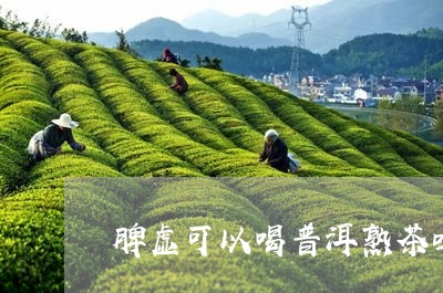 脾虚可以喝普洱熟茶吗/2023061344847