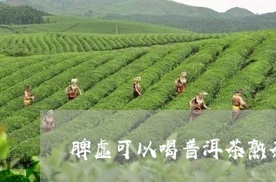 脾虚可以喝普洱茶熟茶/2023100781594