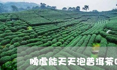 脾虚能天天泡普洱茶吗女性/2023082710493