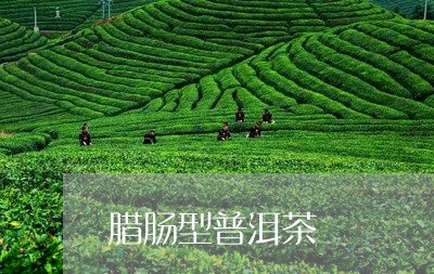 腊肠型普洱茶/2023042669405