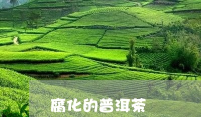 腐化的普洱茶/2023042704857