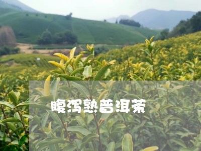 腹泻熟普洱茶/2023042750295