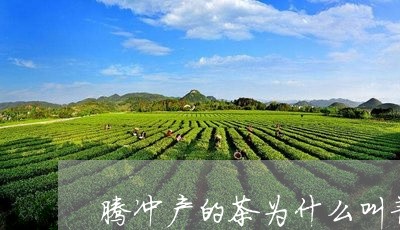 腾冲产的茶为什么叫普洱茶/2023110271704