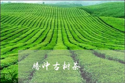 腾冲古树茶/2023041871858