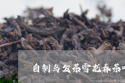 自制乌发茶雪龙春茶叶报价/2023051273715