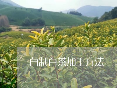 自制白茶加工方法/2023071166347