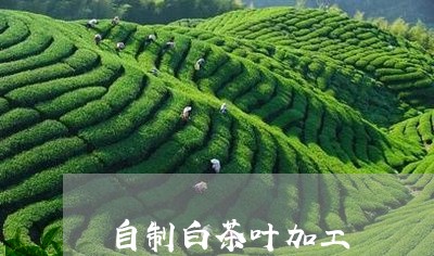 自制白茶叶加工/2023061048262