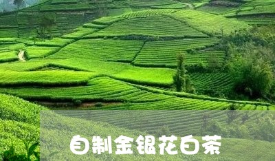 自制金银花白茶/2023061097283