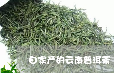 自家产的云南普洱茶/2023100758258