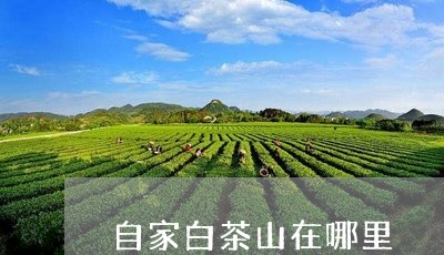 自家白茶山在哪里/2023071150593