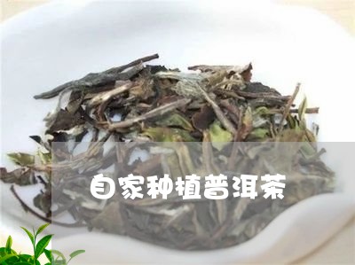 自家种植普洱茶/2023102674827