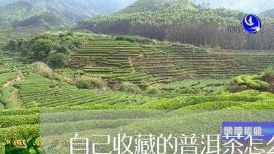 自己收藏的普洱茶怎么泡/2023110346140