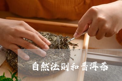 自然法则和普洱茶/2023101652716