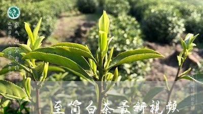 至简白茶最新视频/2023071160492