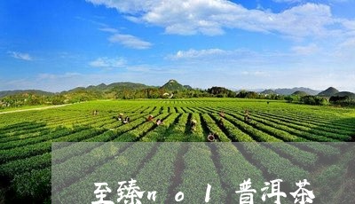 至臻no1普洱茶/2023120428361