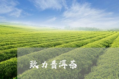 致力普洱茶/2023090548493