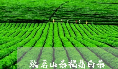 致茗山茶福鼎白茶/2023112525157