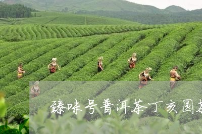 臻味号普洱茶丁亥圆茶/2023062214026