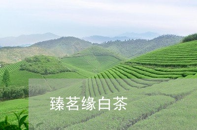 臻茗缘白茶/2023051121616