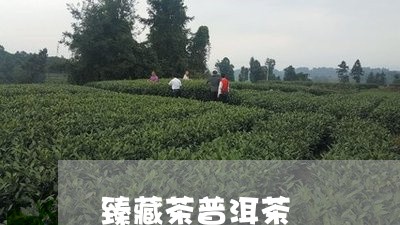 臻藏茶普洱茶/2023042887975