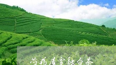 芍药居雪融白茶/2023061083716