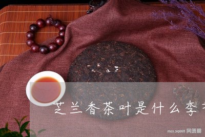 芝兰香茶叶是什么季节/2023061264927