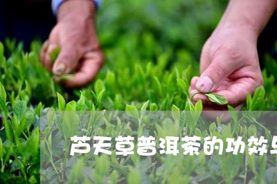 芦天草普洱茶的功效与主治/2023083115047